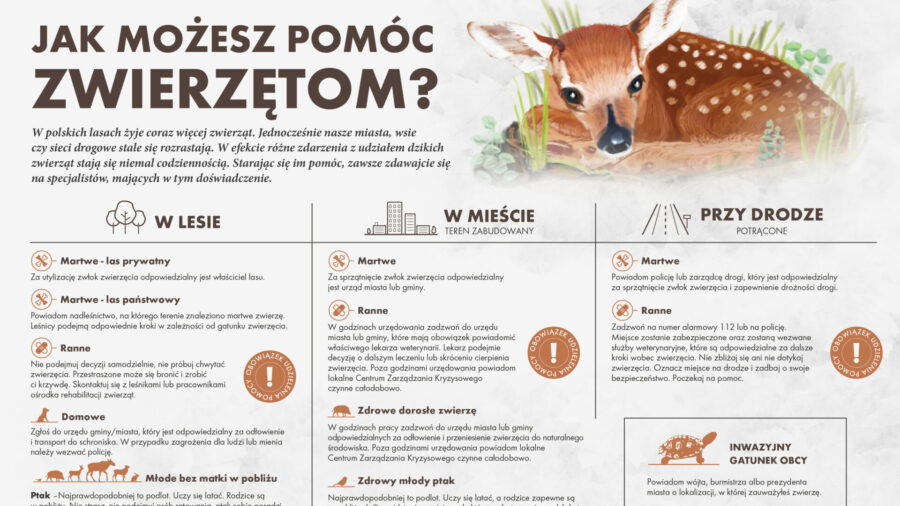 lasy panstwowe tablice informacyjna z dzikimi zwierzętami